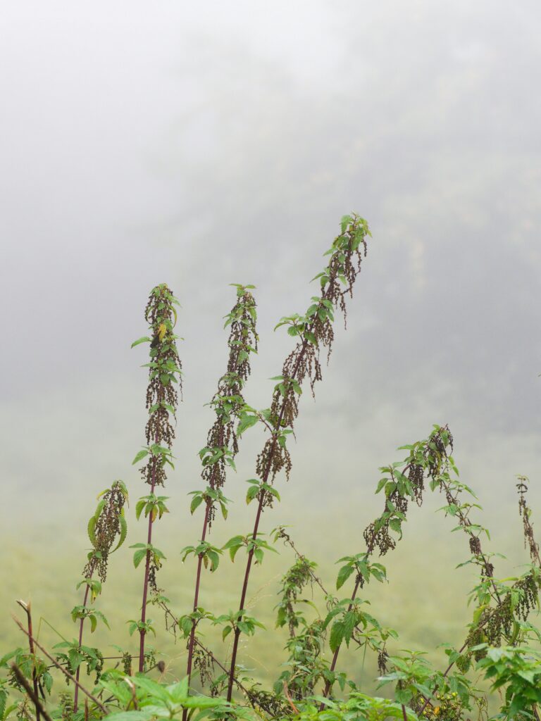 eine Gruppe überreifer Brennnesseln im Nebel